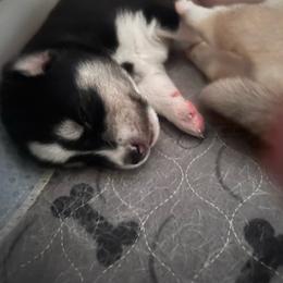 Biggs - Black and white male Siberian Husky puppy in Bangs, Texas from Final Siberians