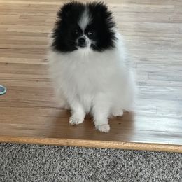 Pomeranian Puppies from Nikki’s lil Pomeranians