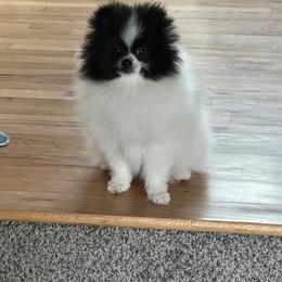 Pomeranian Puppies from Nikki’s lil Pomeranians