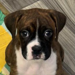 Girl 1 - Brindle female Boxer puppy in Elyria, Ohio from Just-A-Wyn Boxers