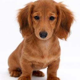 Arendelle- AKC Import Lines - Red female Dachshund puppy in Coweta, Oklahoma from Sunnyside Dachshunds