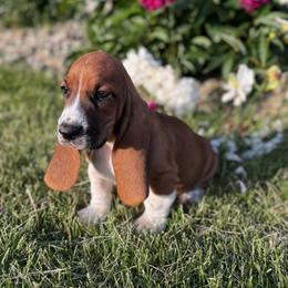 Basset Hound and Bloodhound Puppies from Sandhill Hounds of Nebraska