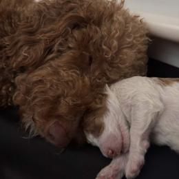 Goldendoodle Puppies from Nash Doodles