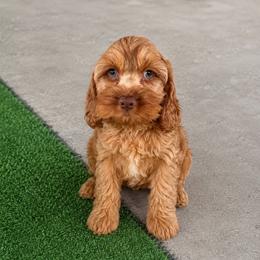 Duke Caboom - Red male Cockapoo puppy in Holton, Indiana from MoonShine Babies