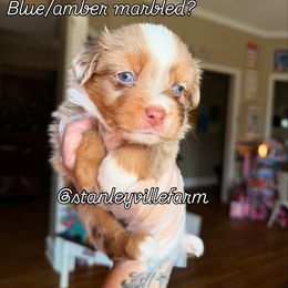 Candy - Red merle female Miniature Australian Shepherd puppy in Buchanan, Georgia from Stanleyville Farm Mini Aussies