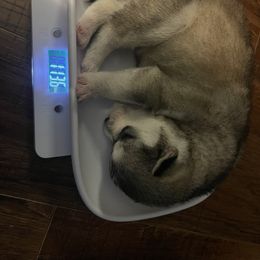 Siberian Husky Puppies from Alexandra's Siberian Huskies