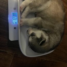 Siberian Husky Puppies from Alexandra's Siberian Huskies
