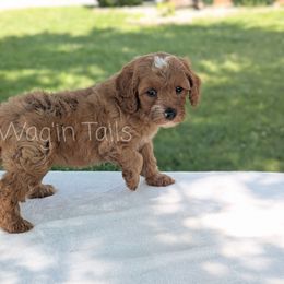 Jupiter - Red female Cavapoo puppy in Amboy, Indiana from Wag'in Tails