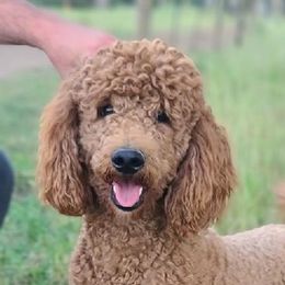 Copper - Australian Labradoodle