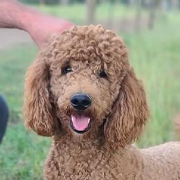 Copper - Australian Labradoodle