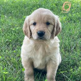 Peach - Golden female Golden Retriever puppy in Mount Carmel, Tennessee from HS Goldens