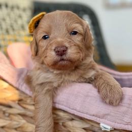 Apollo - Red  male Goldendoodle puppy in Brooklyn, New York from Doodle of NY