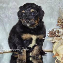West - Tri-color male Bernedoodle puppy in Cleveland, Georgia from Jam's Doodles And Poodles