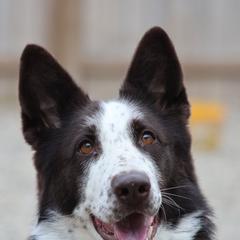 Lily - German Shepherd