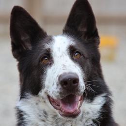 Lily - German Shepherd