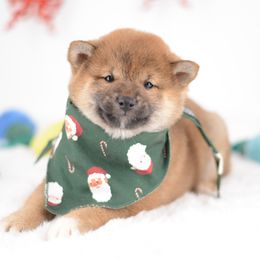 Nishi 🩷 Red Girl - Red female Shiba Inu puppy in Neosho, Missouri from Sunny Terrace Shibas