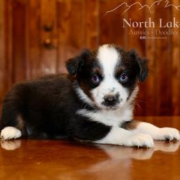 Archer - Black tri male Miniature Australian Shepherd puppy in Hamilton, Montana from North Lake Aussies