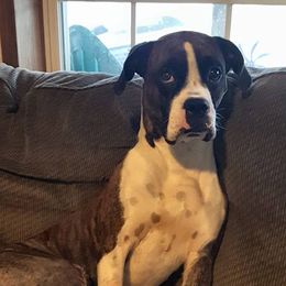 Boxers from J&D Boxer's