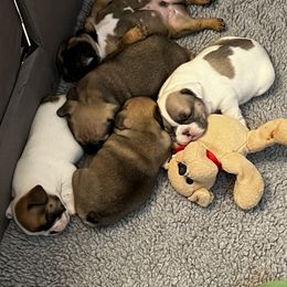 French Bulldog Puppies from NC French Kiss-A-Bulls
