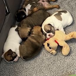 French Bulldog Puppies from NC French Kiss-A-Bulls
