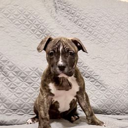 Monterey - Red brindle male American Staffordshire Terrier puppy in Franklin County, Vermont from Explicit Amstaffs Of New England