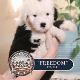 Freedom - Gray and white female Old English Sheepdog puppy in Cleveland, Tennessee from Narrow Path Old English & Sheepadoodles