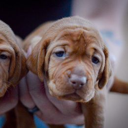 Vizslas from Ana Lane Vizslas