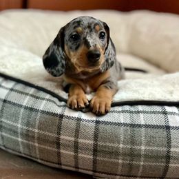 Squirt - Dapple Dachshund puppy in Sacramento, California from Freckled Weenies of Sacramento