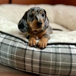 Squirt - Dapple Dachshund puppy in Sacramento, California from Freckled Weenies of Sacramento