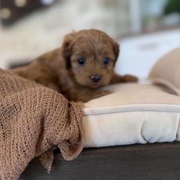 Bernedoodle, Cavapoo, Havanese, and Havapoo Puppies from Lady Paws Puppies - Cassie