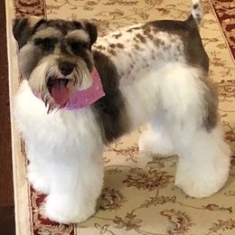 Miniature Schnauzers from Shades of Chocolate Mini Schnauzers