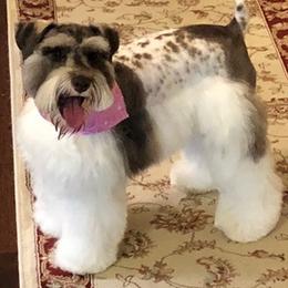 Miniature Schnauzers from Shades of Chocolate Mini Schnauzers