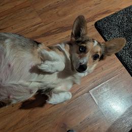 Birdie - Cardigan Welsh Corgi