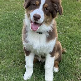 Australian Shepherd Puppies from Lovable Little Aussies