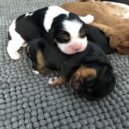 Cavalier King Charles Spaniel Puppies from Colorful Cavaliers