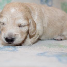 Girl 3 - Cream female Dachshund puppy in Craig, Colorado from Rocky Mountain Shih Tzus and Dry Creek Miniature Dachshunds