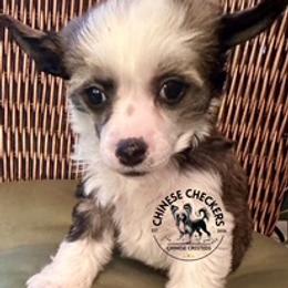 Izzy - Brown female Chinese Crested puppy in Port Charlotte, Florida from Chinese Checkers Chinese Cresteds