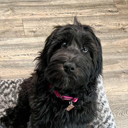 Goldendoodle Puppies from Lundee Doodles