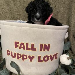 Bernedoodle Puppies from Northern NY Bernedoodles