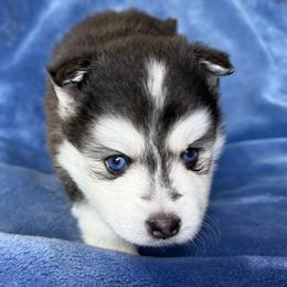 Poppy - Black and white male Pomsky puppy in Winchendon, Massachusetts from Mountain View Pomskies