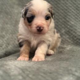Miniature Australian Shepherd Puppies from Duncan’s Miniature Australian Shepherds