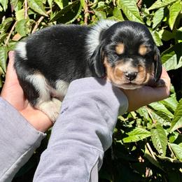 Male 2 - Black brown and white male Basset Hound puppy in Lindley, New York from Hill Top Basset Hounds & Cane Corso
