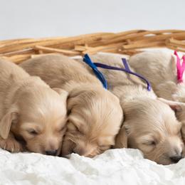 Estelle - Cream female Dachshund puppy in South Laurel, Maryland from Dainty Cream Doxies