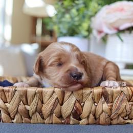 Sunny - Apricot male Goldendoodle puppy in Salado, Texas from Red Ranch Dogs