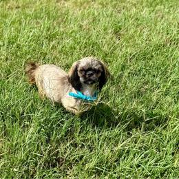 Maeve - Shih Tzu