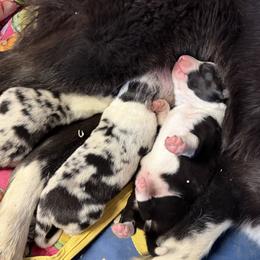 Border Collie puppies from Sheps Farm Border Collies