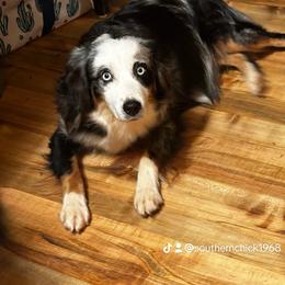 Pepper - Miniature Australian Shepherd