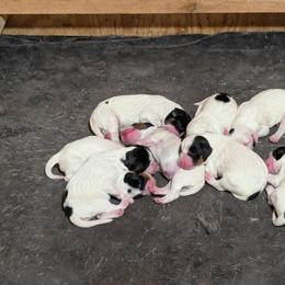 Boy 3 - Blue belton and tan (tri-color) male English Setter puppy in Holly, Michigan from Roos Farms English Setters