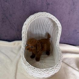 Miss(AKC Teacup) - Red  female Poodle puppy in Moreno Valley, California from Yanni's Poodle