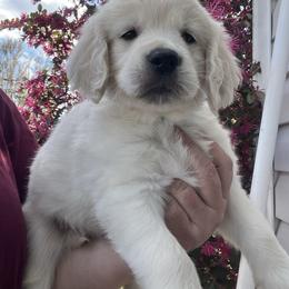 Light blue - Light golden male Golden Retriever puppy in Jesup, Georgia from Painted Platinum Retrievers (Painted Platinum Kennel) PPK
